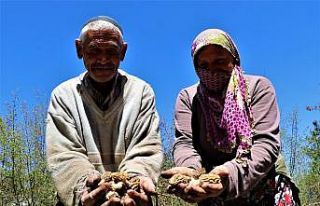Dedektif gibi mantar arıyorlar, kilosunu 150 TL’den...