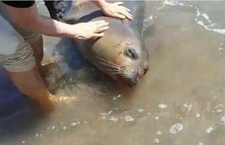 Demre’de ağzından kan gelen ölü Akdeniz Foku...