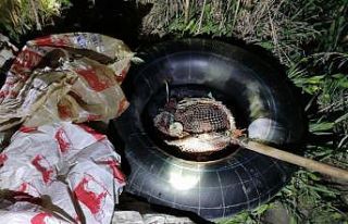 Denetimlerde 350 kilo inci kefali balığı ele geçirildi