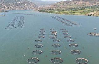 Denize kıyısı olmayan Sivas’tan dünyaya somon...