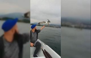 Denizin ortasında martıyı elleri ile besledi