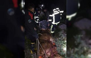 Dereye düşen büyükbaş hayvan 8 saatlik operasyonla...