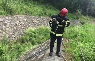 Dereye düşen yavru köpek kurtarıldı