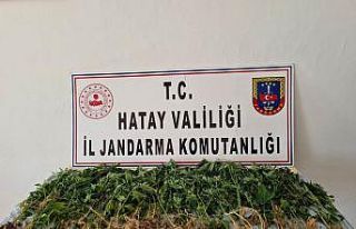 Devriye atan jandarma ekibi, zeytinlikte Hint keneviri...