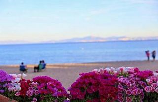 Didim Belediyesi kenti, çiçek bahçesine çevirdi