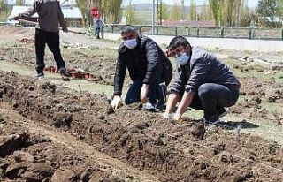 Diyadin’de 10 Bin 400 adet lavanta ekimi yapıldı
