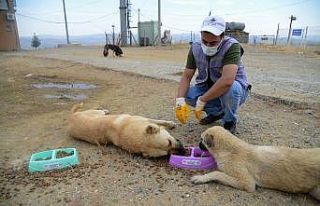 Diyarbakır Büyükşehir Belediyesi, ilçelerdeki...