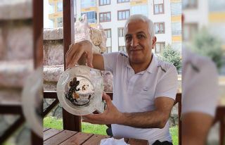 Doğada nadir görülüyordu, turşu bidonunda koruma...