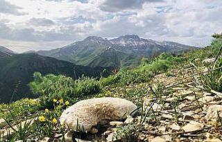 Doğada sadece 14 gün yetişiyor fiyatı el yakıyor