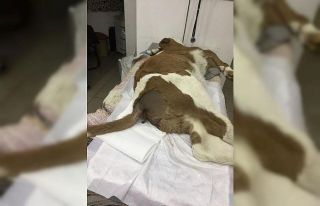 Doğuştan anüsü kapalı olan buzağı sağlığına...
