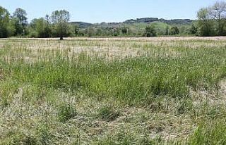 Dolu yağışından zarar gören çiftçilerin zararları...