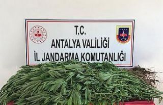 Domates serasındaki kenevir üretimine jandarma baskını