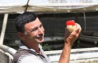 Domatesten istediği parayı kazanamayınca serada...
