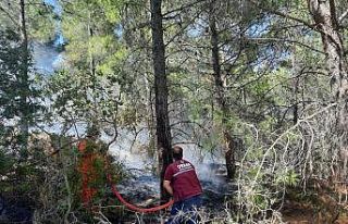 Domuz gelmesin diye yakıldığı iddia edilen ateş...