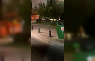 Domuzlar Bodrum marinaya kadar indi