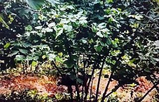 Domuzlardan korktu, ağaca tırmandı