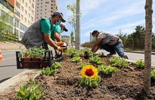 Dört bin yana 100 bin çiçek; Talas çiçek açıyor