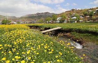 Düğün çiçekleri yaylaları sarıya boyadı