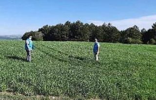 Dumlupınar’da hububat ekili alanlar kontrol edildi