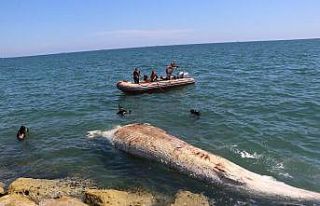 Dünyanın en büyük ikinci balinası, Mersin’de...
