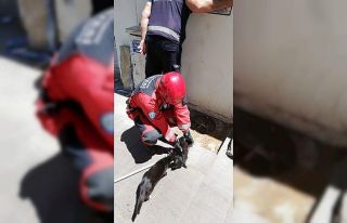 Duvar kaplamasına sıkışan yavru kediler için...