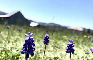 Düzce yaylaları renklendi