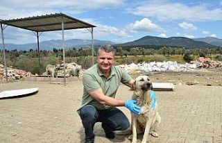 Edremit Belediyesi sokaktaki canların yanında