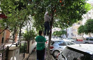 Efeler’de turunç ağaçlarına limon aşılanıyor