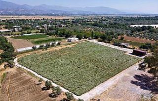 Efeler’in kekikleri hasada hazırlanıyor