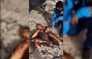 Eğirdir Gölü’nde av yasağına rağmen katliam