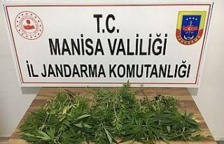 Ektikleri kenevirleri sulamaya giderken yakalandılar