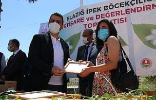 Elazığ’da ipek böcekçiliği yeniden canlanıyor