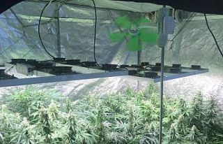 Elbise kabininde kenevir yetiştirmişler