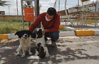 Emniyet personeli iki sokak köpeğini ezilmekten...