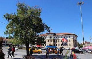 En meşhur ağaç, Sivaslı olup da bilmeyen yok