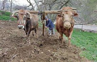 Engebeli arazilerin vazgeçilmezi "karasaban"