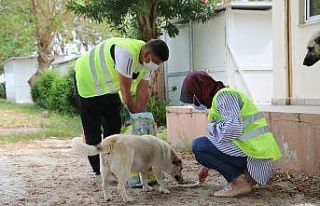 Erdemli’de sokak hayvanları unutulmadı
