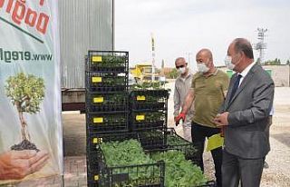 Ereğli Belediyesi 180 bin adet fide dağıttı