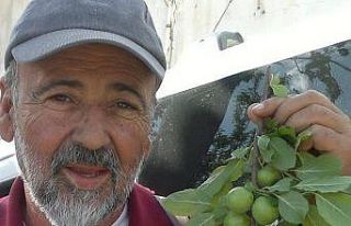 Erik fiyatı yarı yarıya düştü, üretici hasadı...