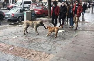 Erzincan’da iki köpeğin bez kapmaca oyunu tebessüm...