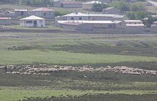 Erzincan’da meralar küçükbaş hayvanlarla şenlendi
