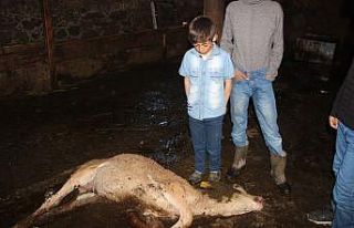 Erzurum’da feci yangın: 9 kişi yaralandı, 7 hayvan...