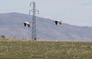 Erzurum’daki göl ilkbaharın gelmesiyle göçmen...
