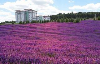 ESOGÜ Meşelik kampüsüne 30 bin zufa bitkisi ekildi