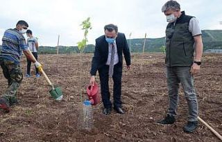 ESOGÜ Meşelik yerleşkesinde 260 katalpa fidanı...