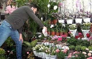 Evde çiçek bakımında su ve toprak tercihi hayati...
