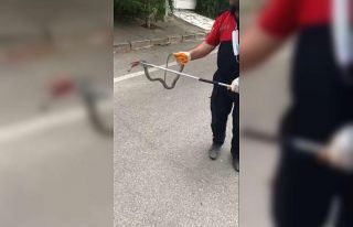 Evin bahçesinden çıkarılan 1,5 metrelik yılan...