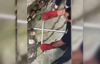 Evin istinat duvarına giren yılan korkuttu