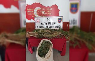 Evinde kenevir yetiştiren şüpheli gözaltına alındı
