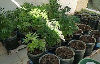 Evini uyuşturucu tarlasına çevirdi